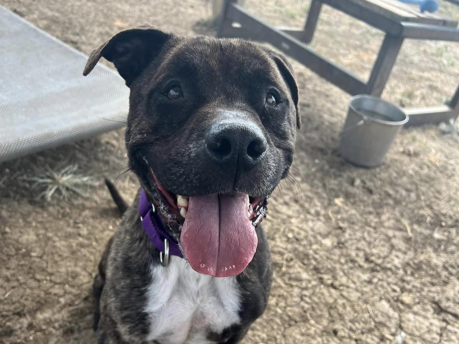 Enlarge Mister, a Adoptable Mixed Breed in Georgetown, TX image 14/14