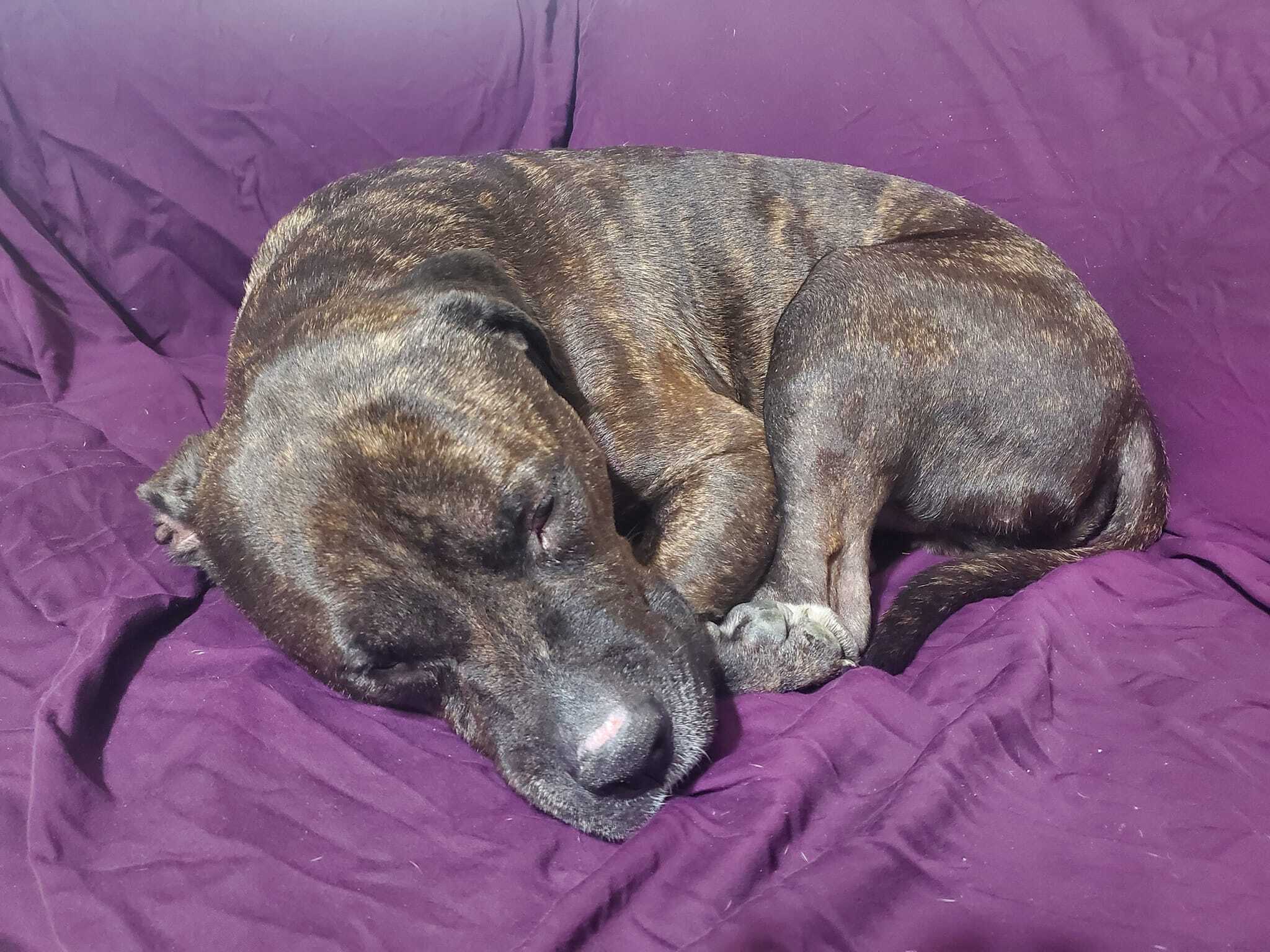 Enlarge Mister, a Adoptable Mixed Breed in Georgetown, TX image 12/14