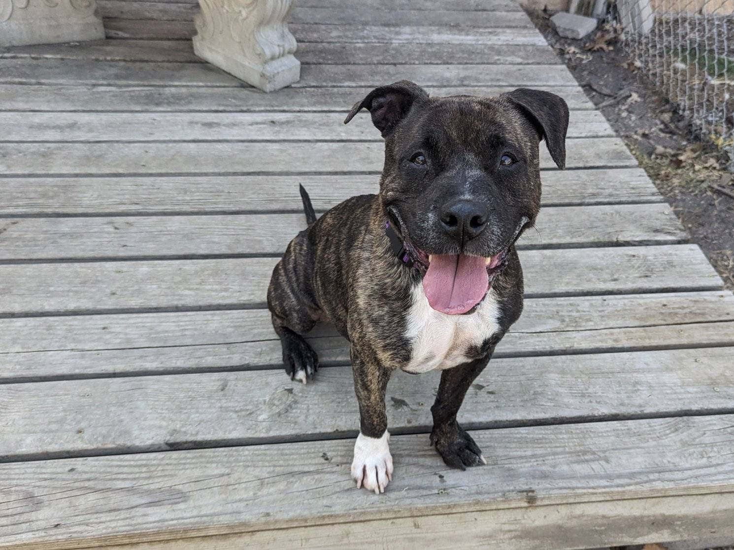 Enlarge Mister, a Adoptable Mixed Breed in Georgetown, TX image 9/14