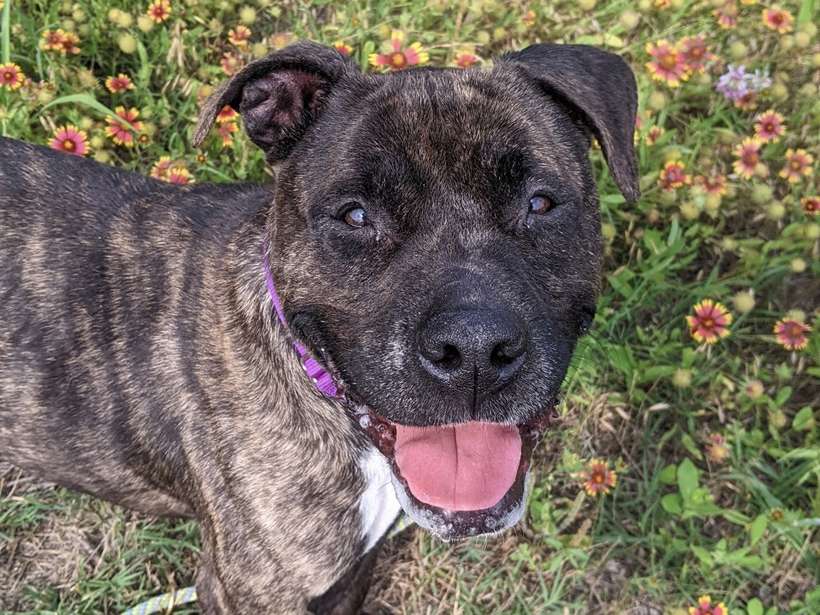 Mister, Adult Male Mixed Breed