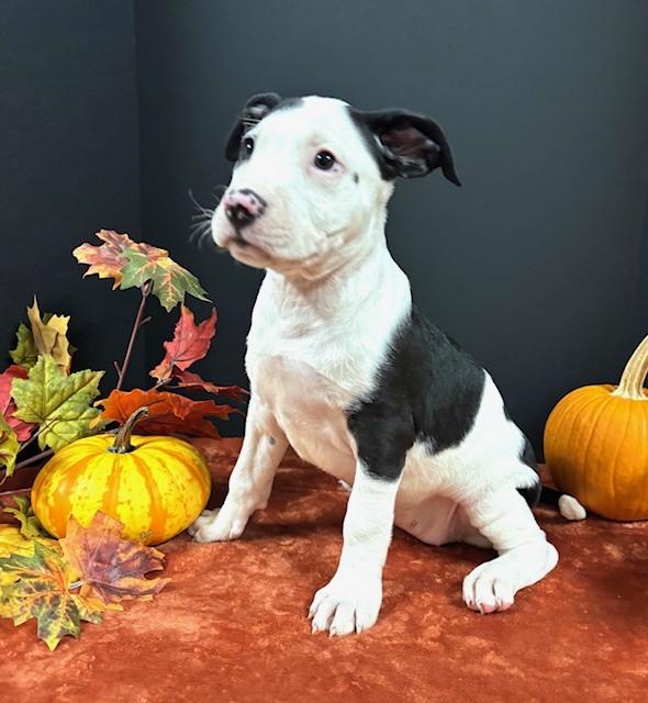 Enlarge Mindy, an adoptable mixed breed in Hawk Point, MO image 2/4