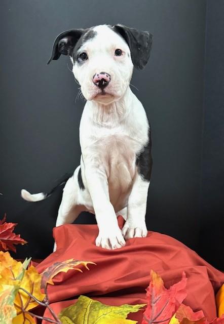 Enlarge Mindy, an adoptable mixed breed in Hawk Point, MO image 3/4