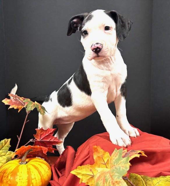 Enlarge Mindy, an adoptable mixed breed in Hawk Point, MO image 4/4