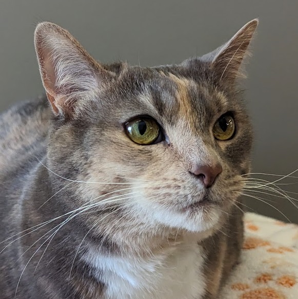 Tessie, Adopted, Adult Female Domestic Short Hair.
