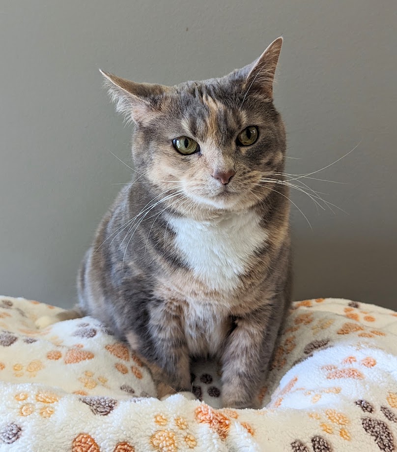 Enlarge Tessie, a Adopted Domestic Short Hair in Monroe, MI image 2/3