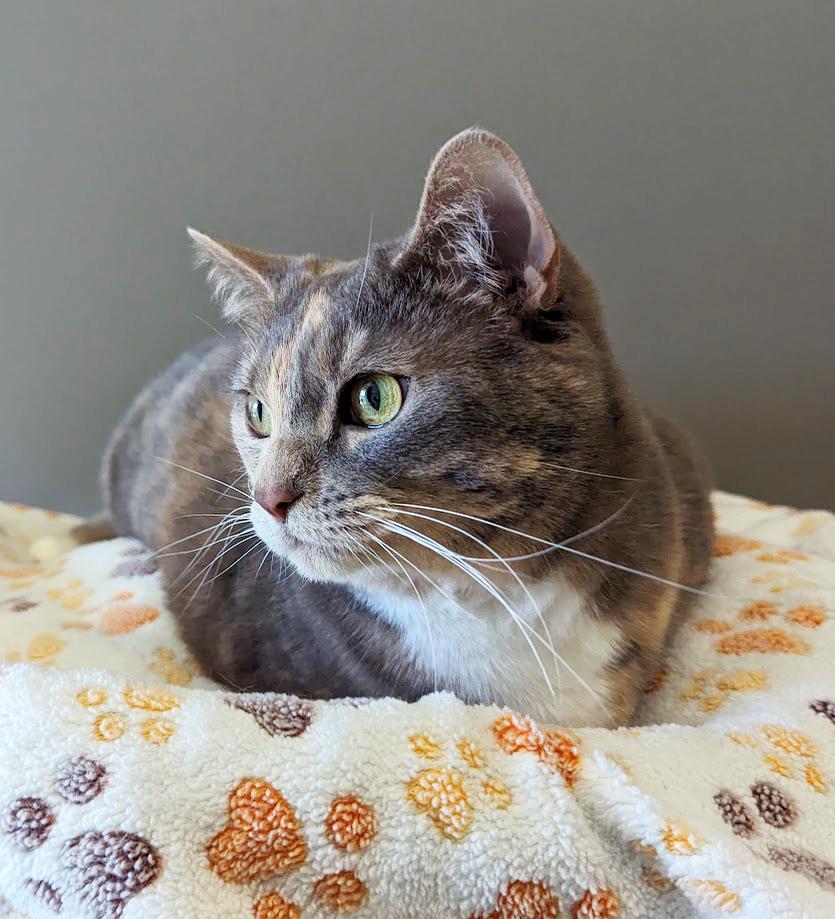 Enlarge Tessie, a Adopted Domestic Short Hair in Monroe, MI image 3/3
