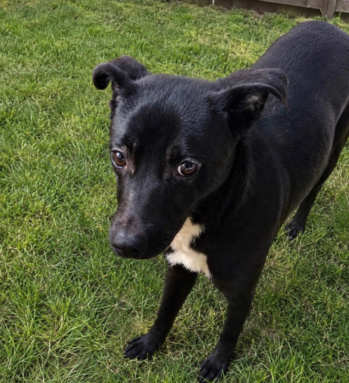 Titan, ADOPTABLE, Young Male Terrier.
