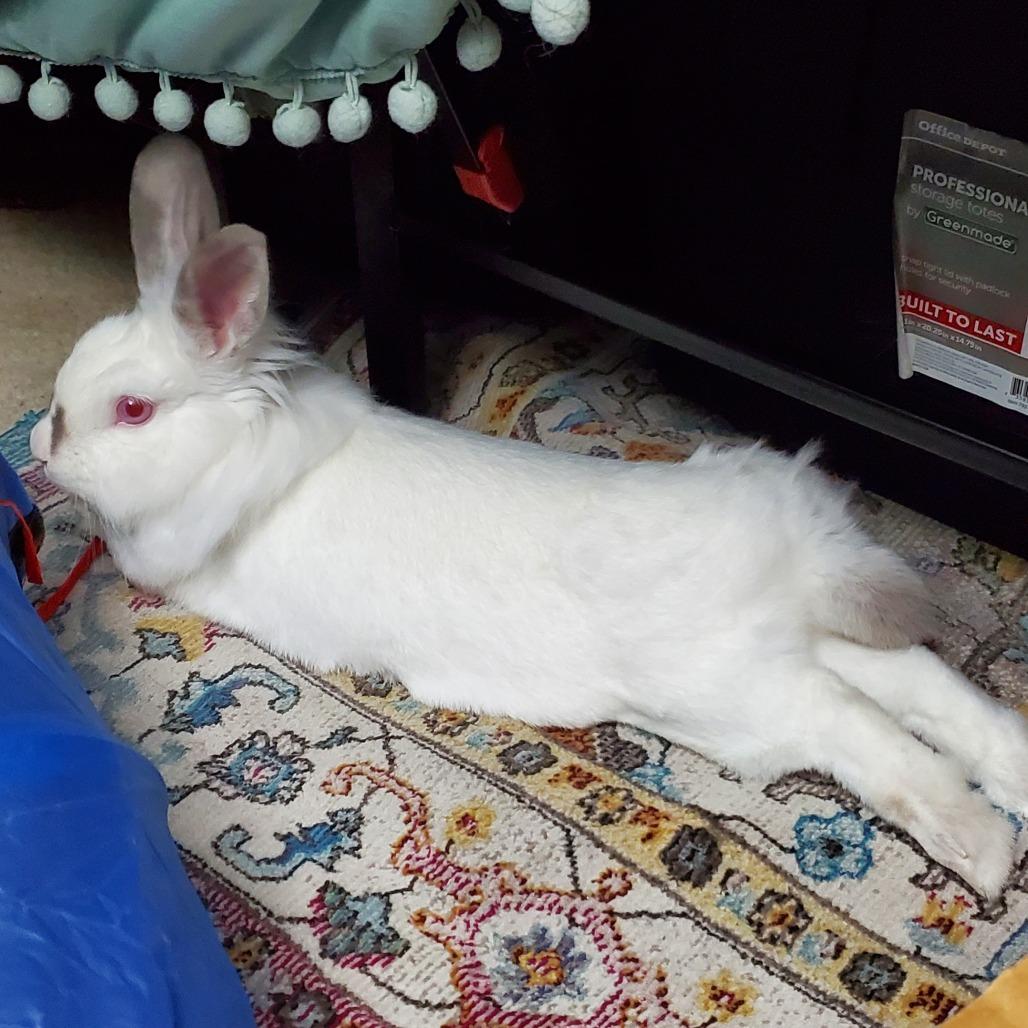 Little Debbie, Adoptable, Adult Female Lionhead & Himalayan.