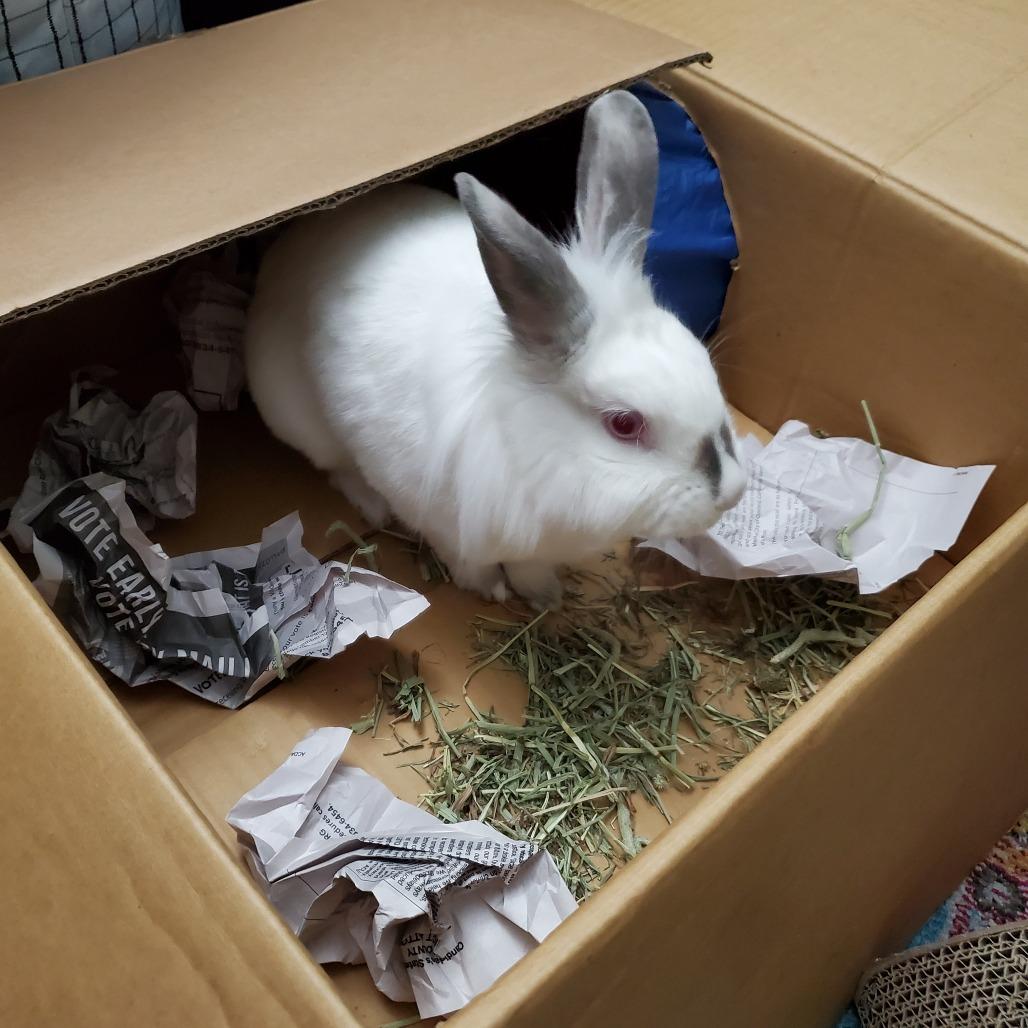 Enlarge Little Debbie, a Adoptable mixed breed in Napa, CA image 2/6