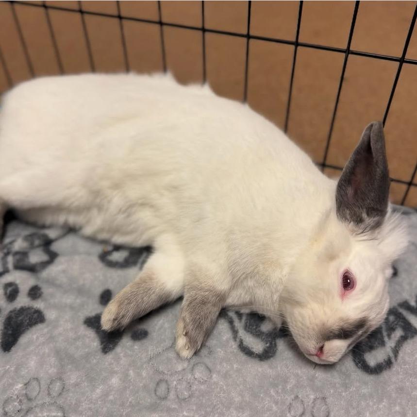 Enlarge Little Debbie, a Adoptable mixed breed in Napa, CA image 3/6