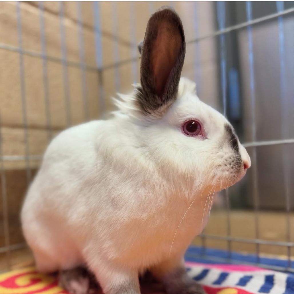 Enlarge Little Debbie, a Adoptable mixed breed in Napa, CA image 4/6