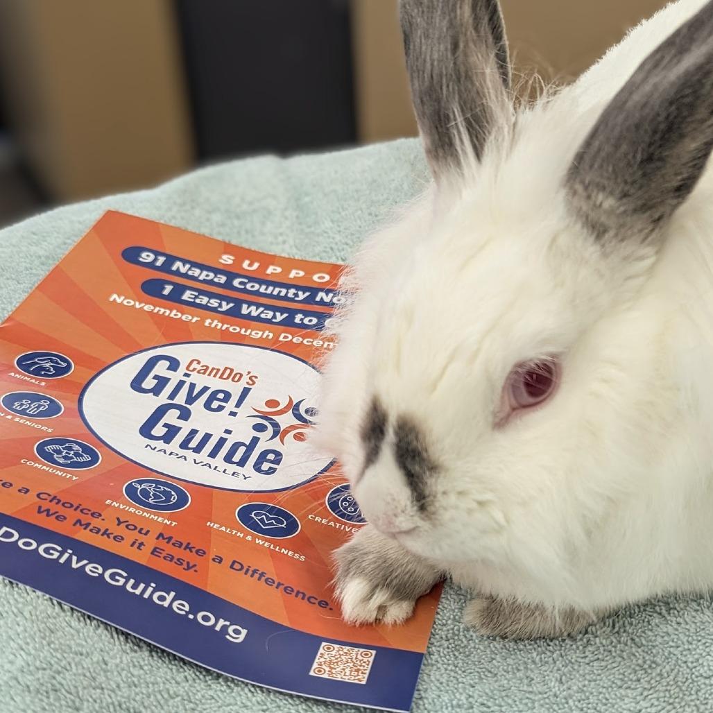 Enlarge Little Debbie, a Adoptable mixed breed in Napa, CA image 5/6