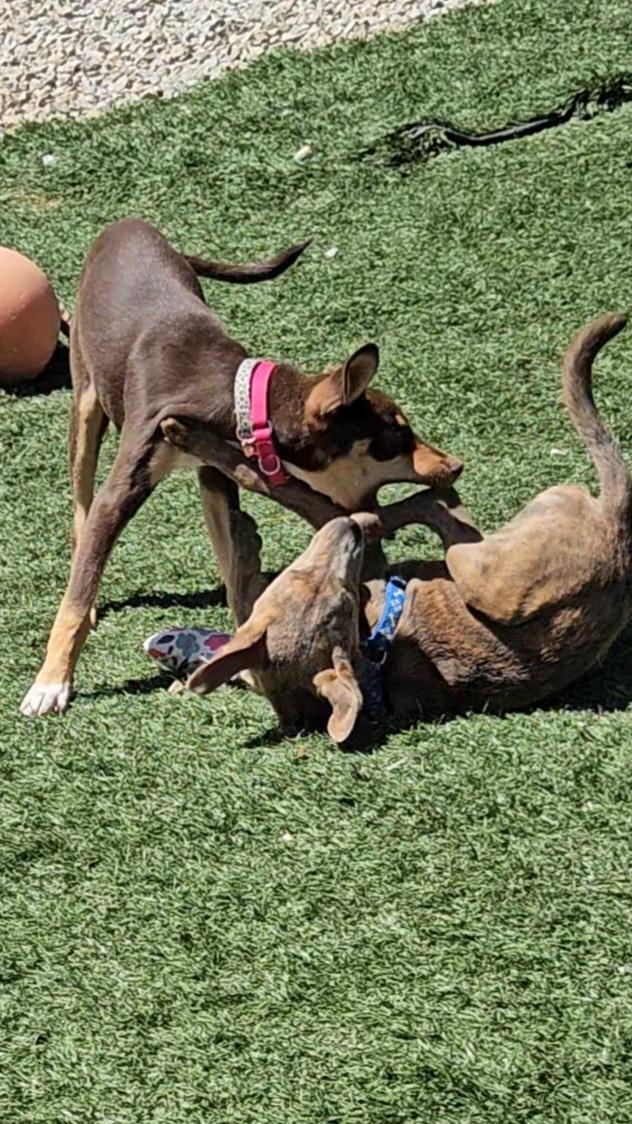 Enlarge Lilly (and Blue), a Adoptable mixed breed in Temecula, CA image 6/6