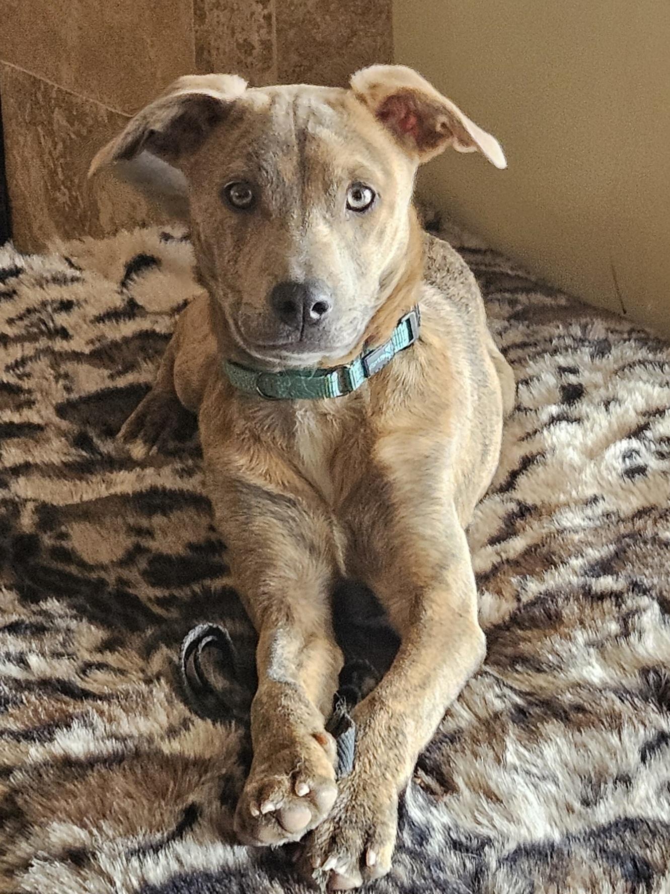 Enlarge Lilly (and Blue), a Adoptable mixed breed in Temecula, CA image 4/6