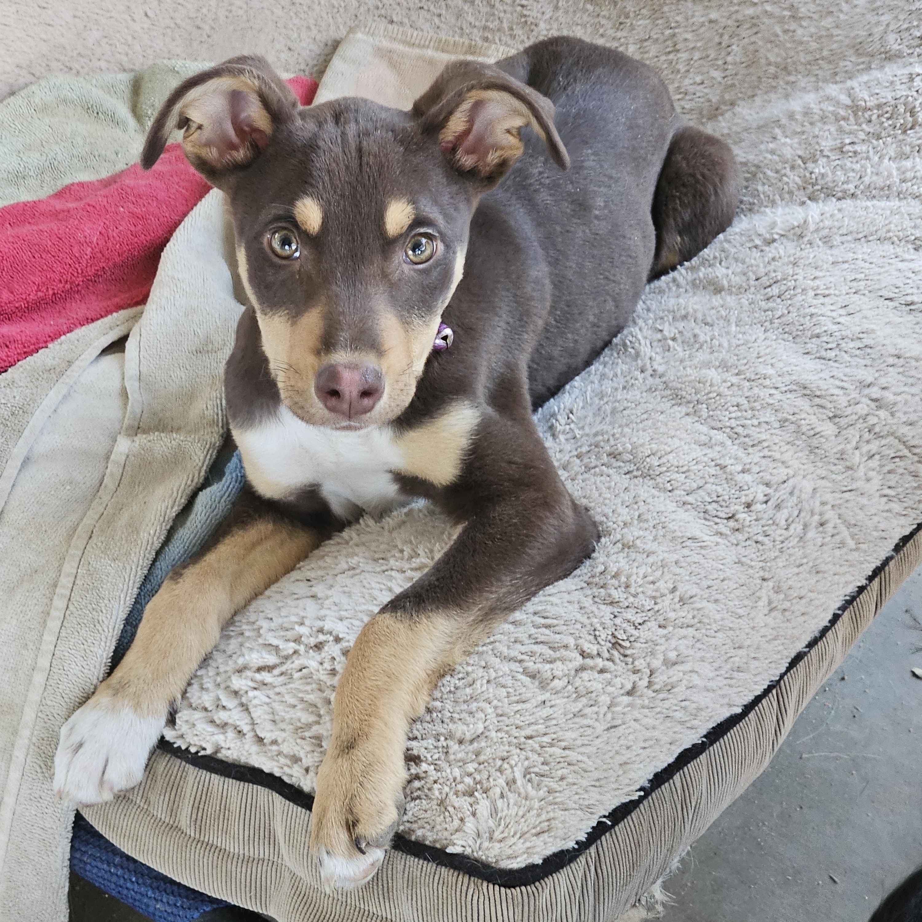 Enlarge Lilly (and Blue), a Adoptable mixed breed in Temecula, CA image 5/6