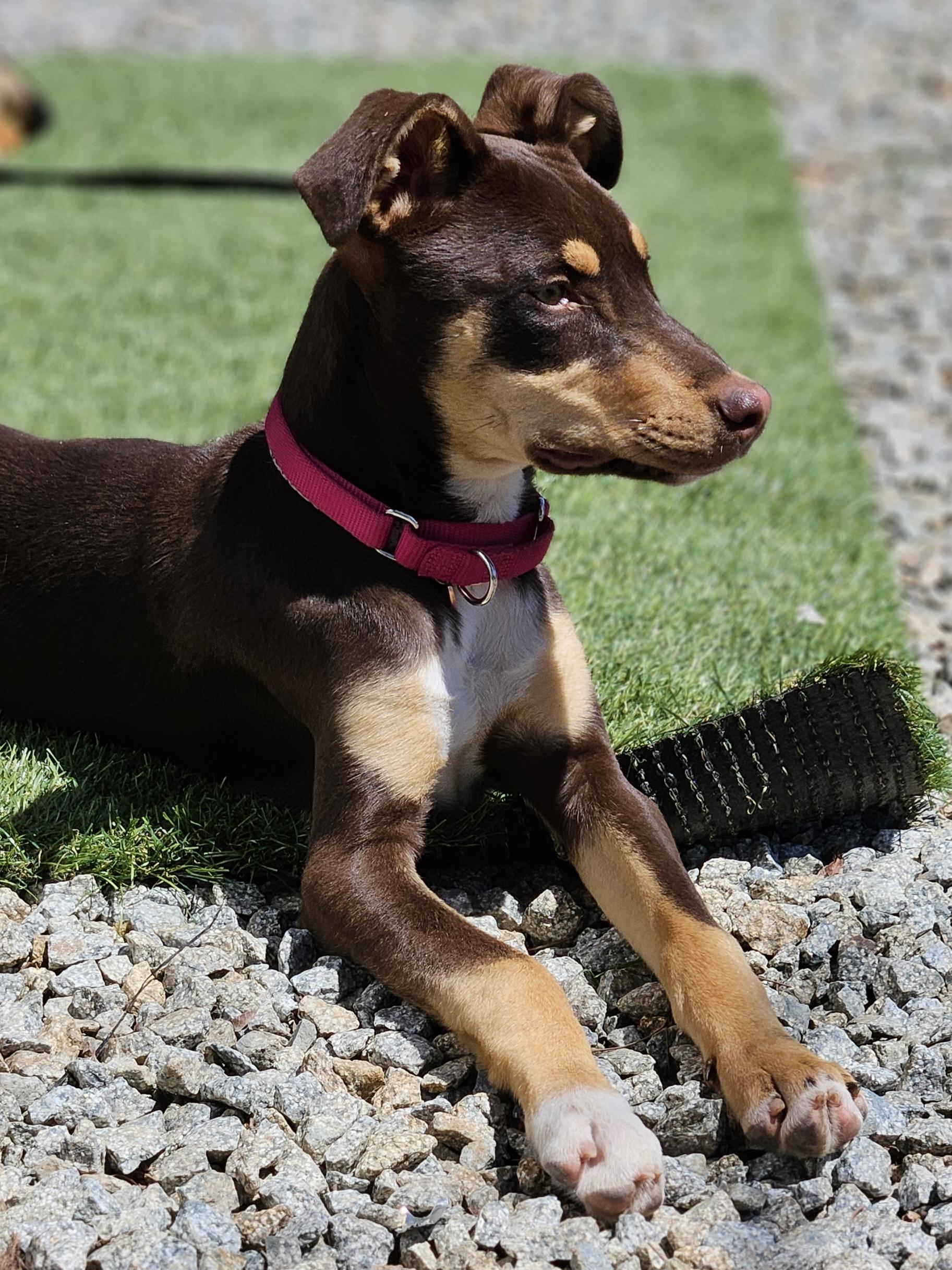 Enlarge Lilly (and Blue), a Adoptable mixed breed in Temecula, CA image 1/6