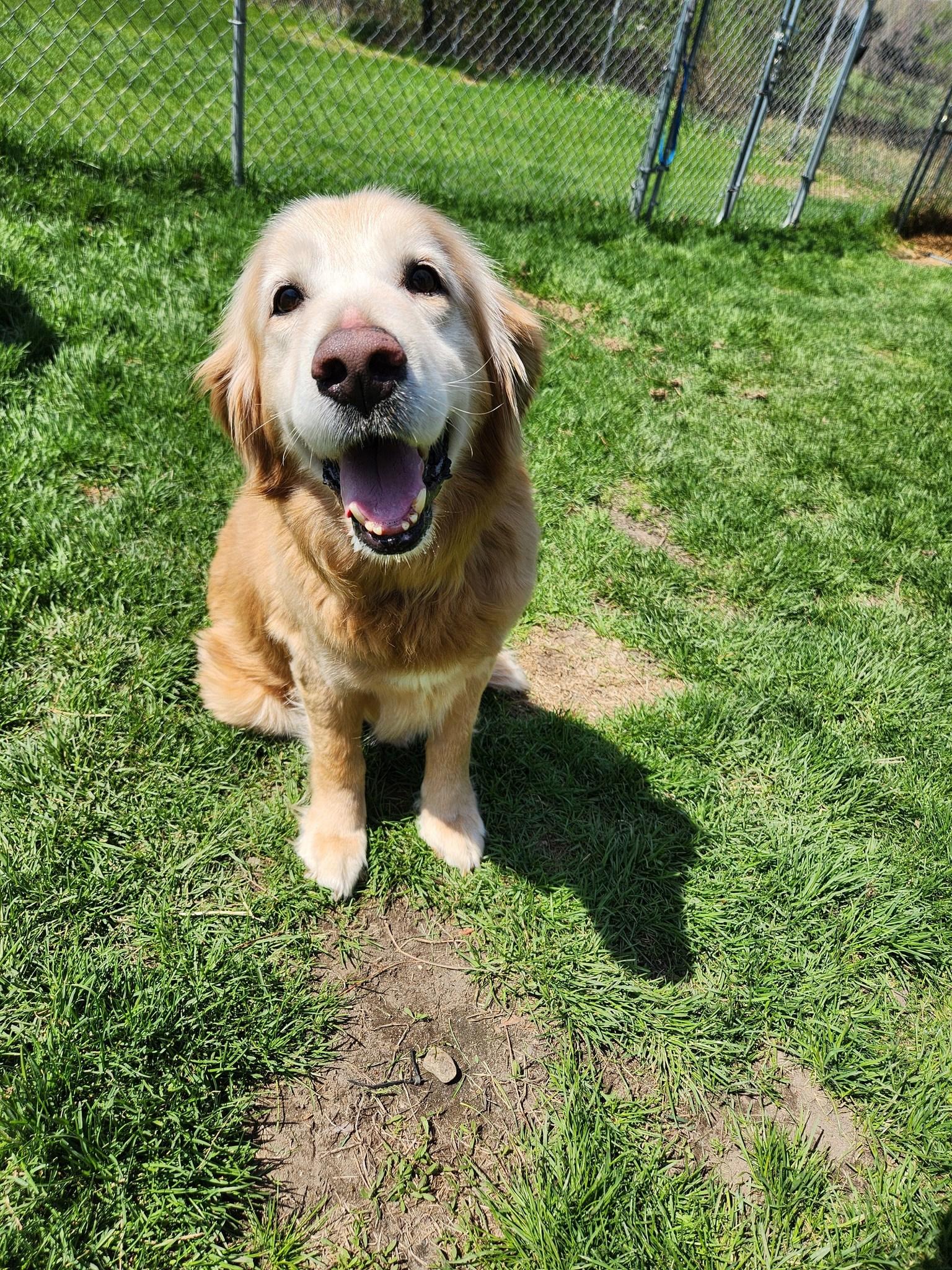 Boomer, adopted, Adult Male Golden Retriever.