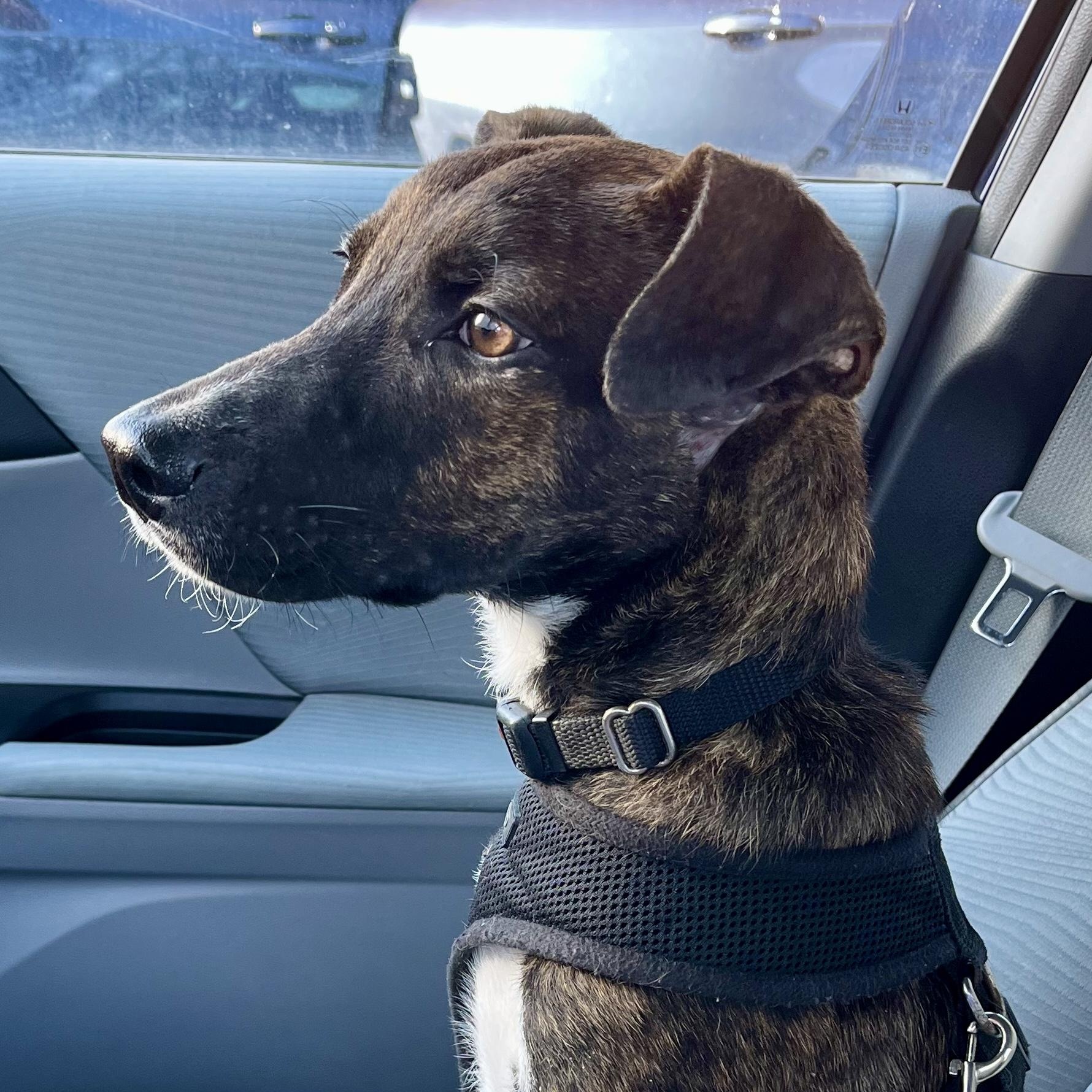 Enlarge Oakley , a Adoptable Mixed Breed in West Suffield, CT image 1/5