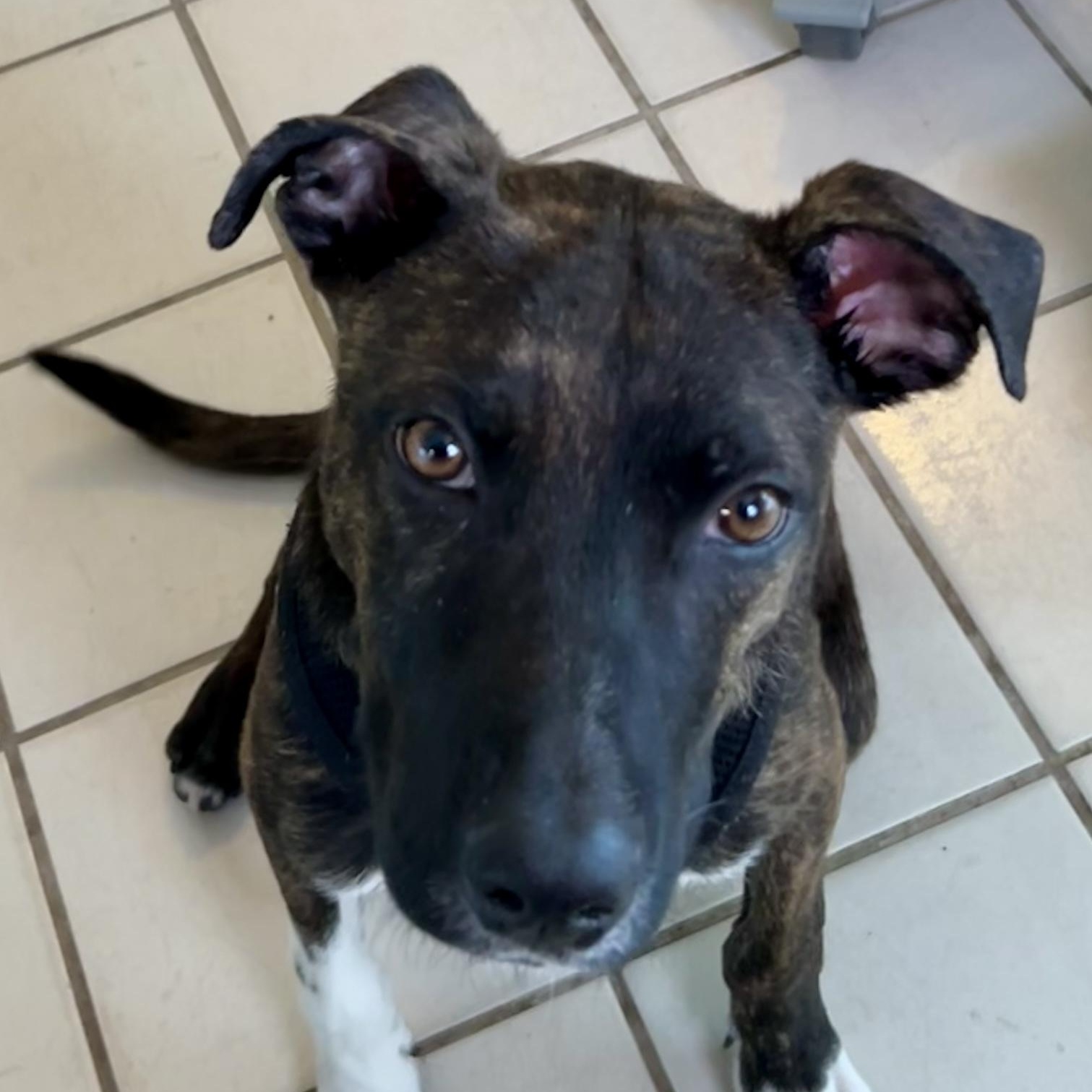 Enlarge Oakley , a Adoptable Mixed Breed in West Suffield, CT image 5/5