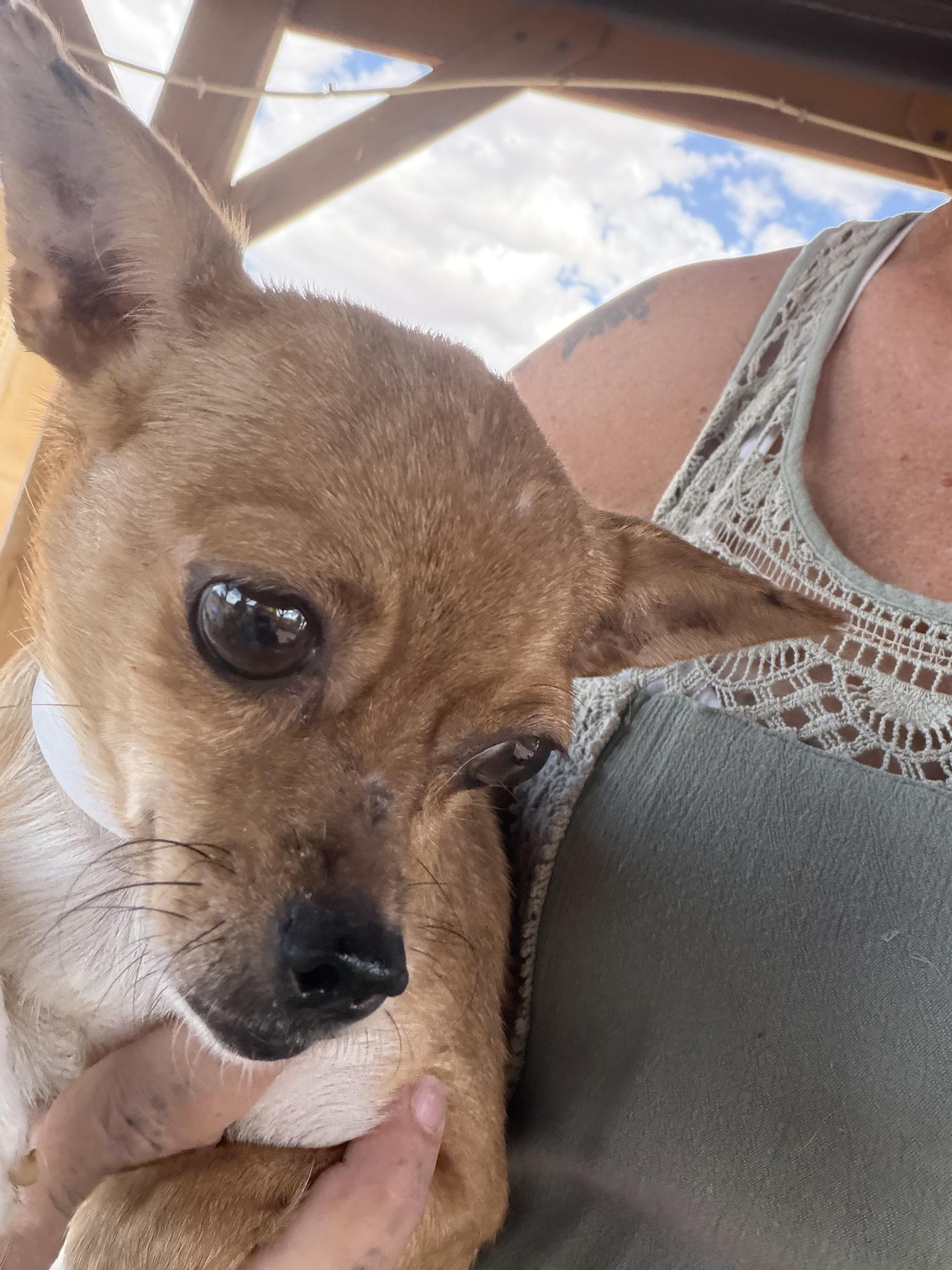 Arizona, ADOPTABLE, Young Female Chihuahua & Jack Russell Terrier.