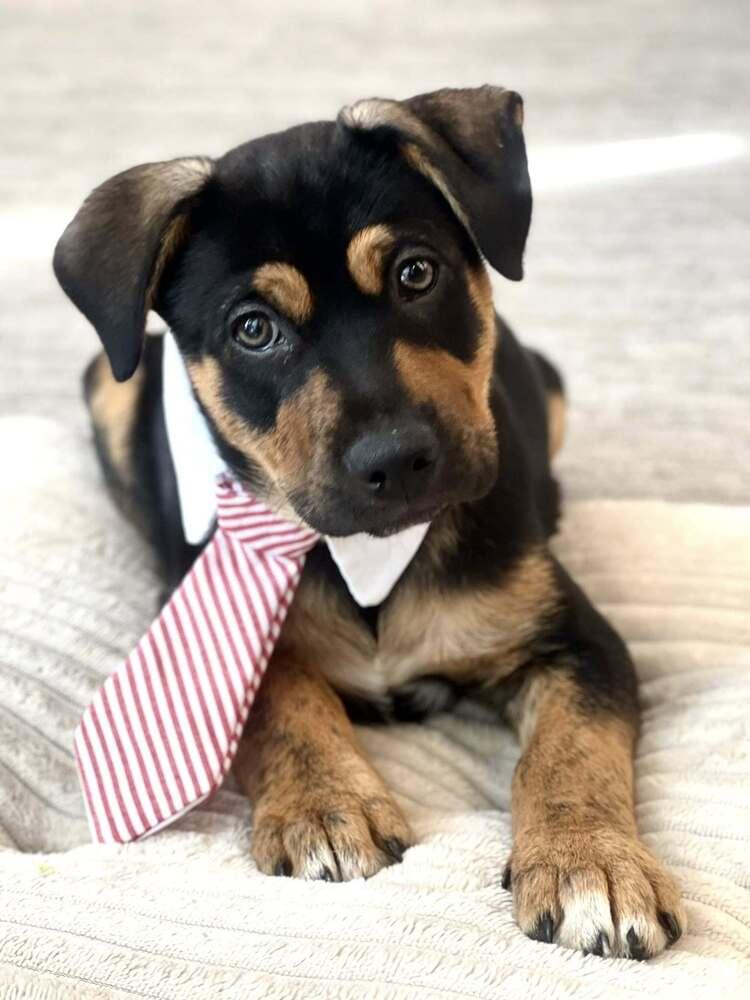 25-117 Gnocchi, Adoptable, Puppy Male Australian Cattle Dog / Blue Heeler & Mixed Breed.