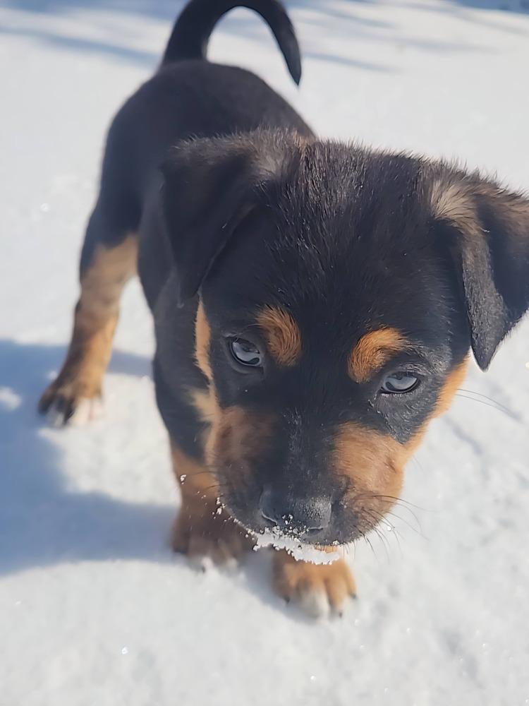25-117 Gnocchi, Adoptable, Puppy Male Australian Cattle Dog / Blue Heeler & Mixed Breed.