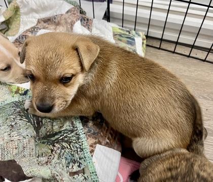 Enlarge Cyprus, an adopted mixed breed in Annapolis, MD image 3/3