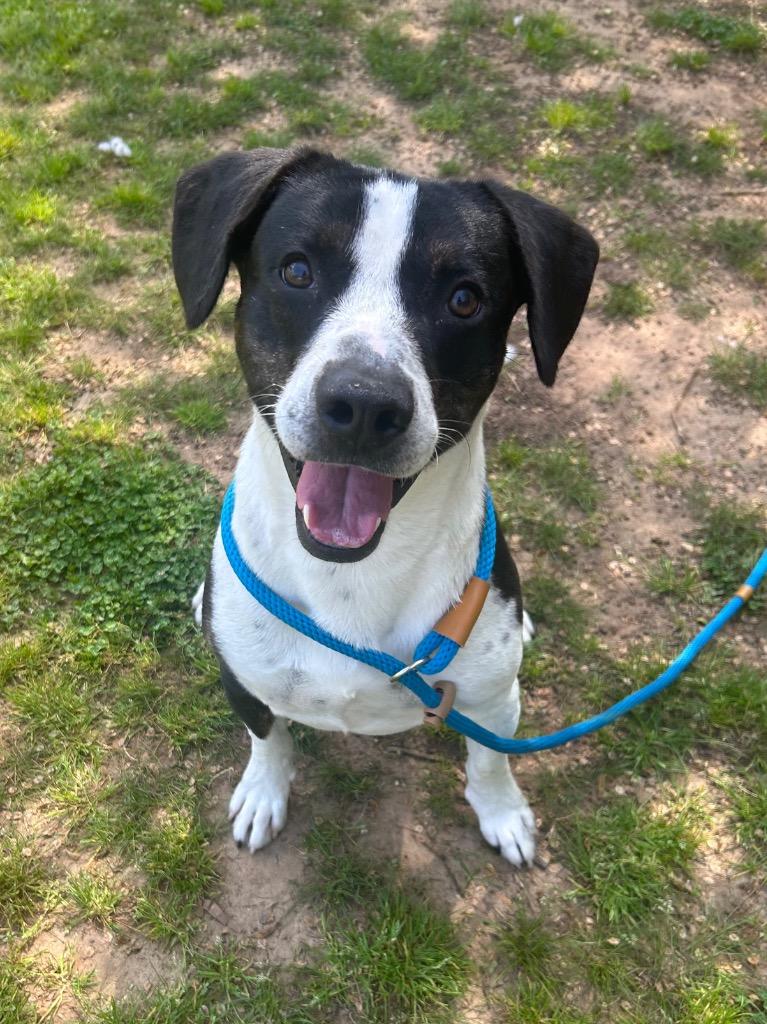 Enlarge Columbus, a Adoptable mixed breed in Benton, AR image 1/3