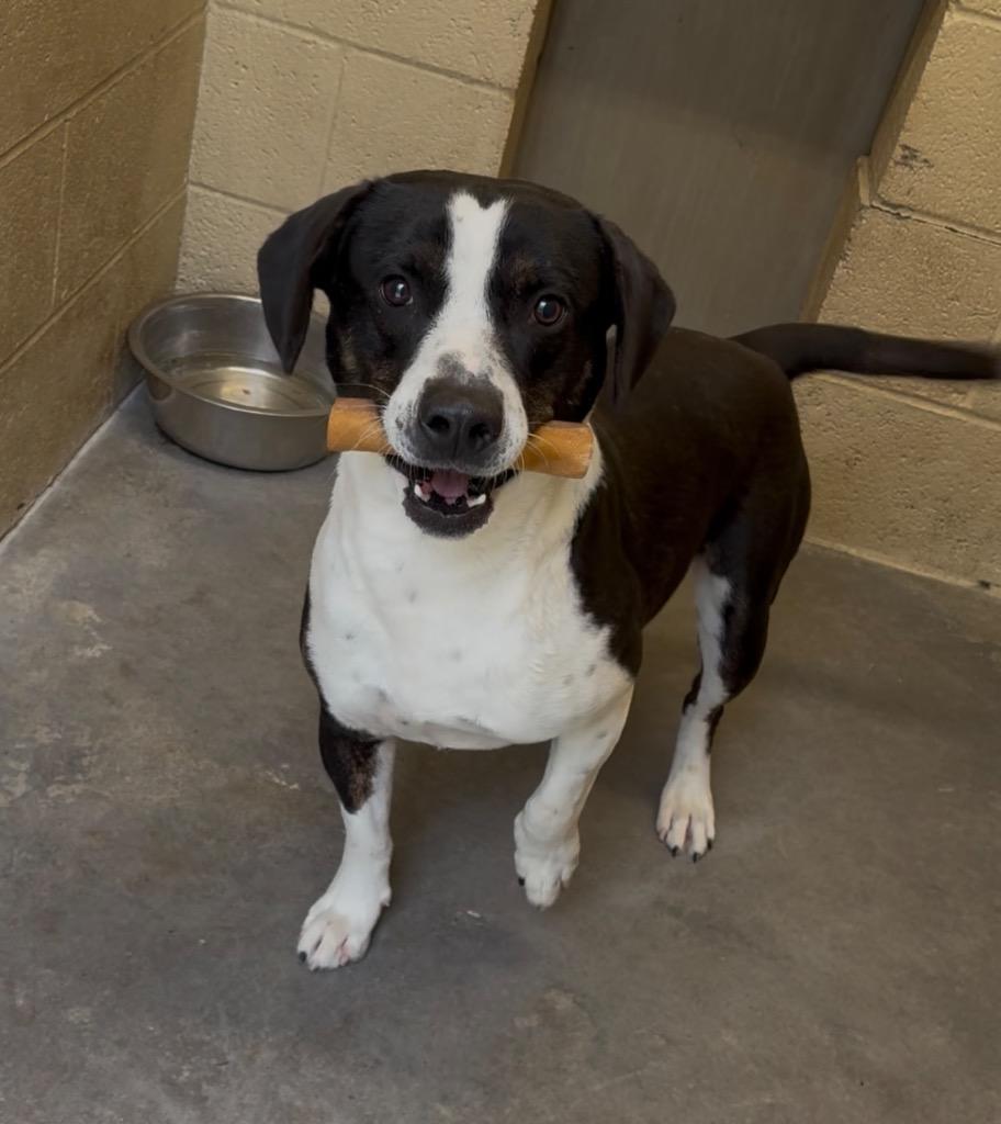 Enlarge Columbus, a Adoptable mixed breed in Benton, AR image 3/3