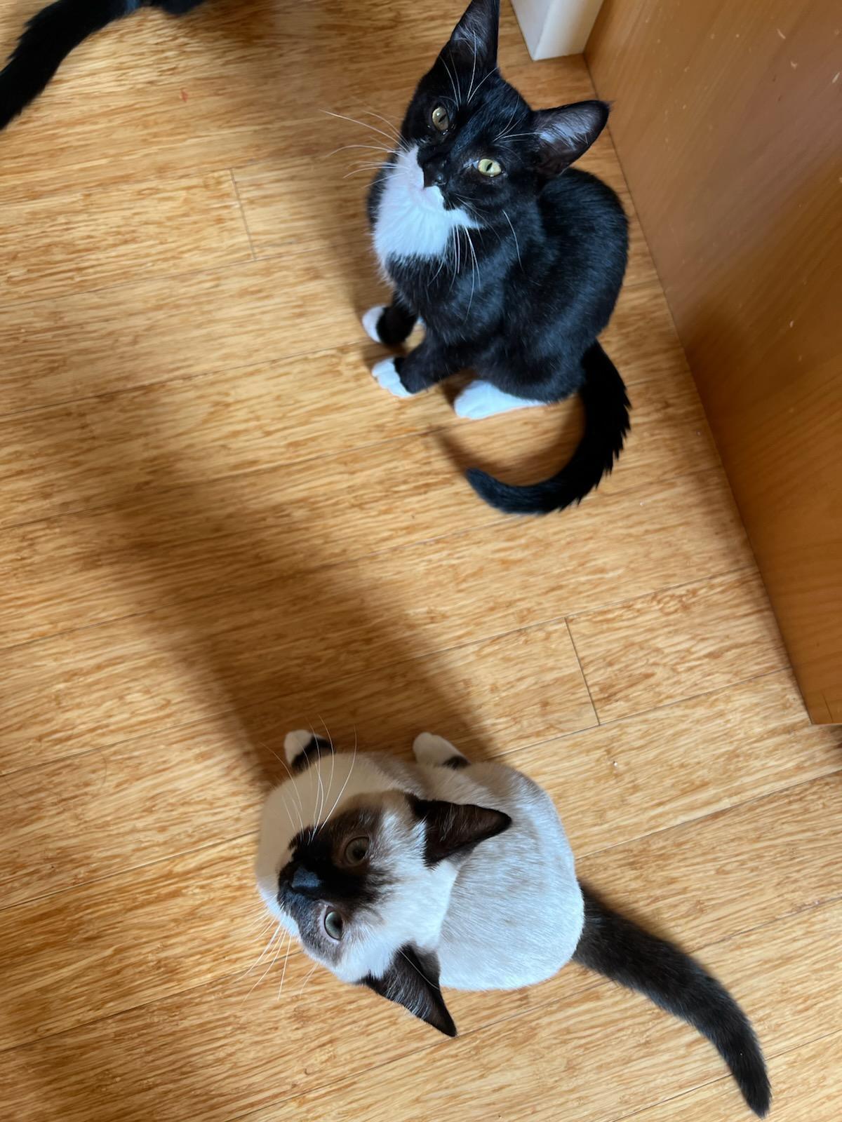 Enlarge Sami and Widget - Bonded Kitten Duo Looking For Forever Home, a ADOPTABLE Siamese in Kirkland, WA image 3/5