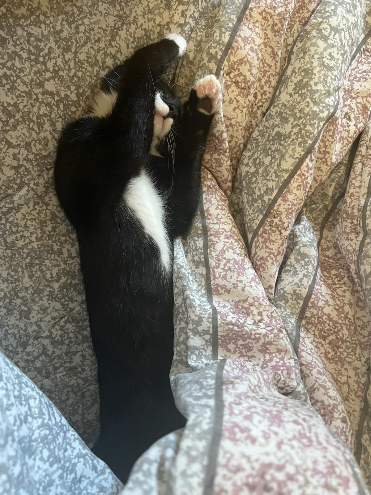 Enlarge Sami and Widget - Bonded Kitten Duo Looking For Forever Home, a ADOPTABLE Siamese in Kirkland, WA image 5/5