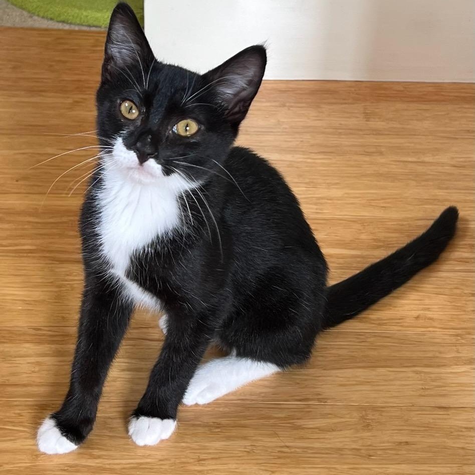 Enlarge Sami and Widget - Bonded Kitten Duo Looking For Forever Home, a ADOPTABLE Siamese in Kirkland, WA image 2/5