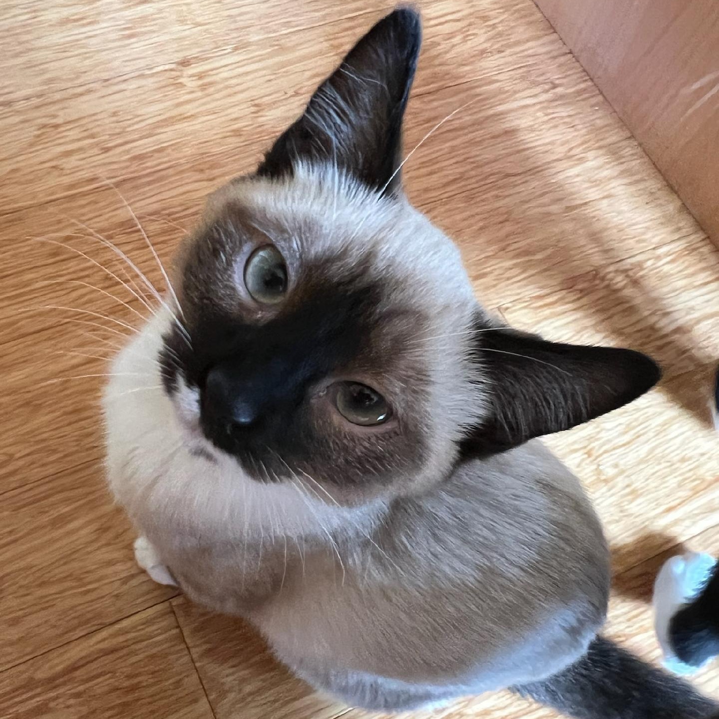 Sami and Widget - Bonded Kitten Duo Looking For Forever Home, ADOPTABLE, Kitten Female Siamese.