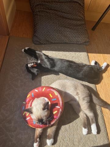 Enlarge Sami and Widget - Bonded Kitten Duo Looking For Forever Home, a ADOPTABLE Siamese in Kirkland, WA image 4/5