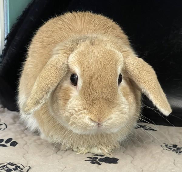 Honey Bunny, Adoptable, Adult Male Holland Lop.