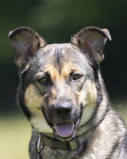 Lottie, an adoptable mixed breed in Bedford, IN image 2/3