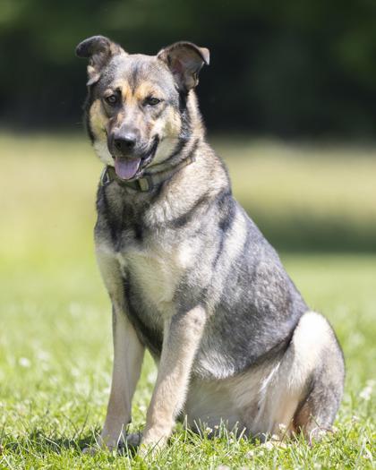 Lottie, adoptable, Adult Female German Shepherd Dog.