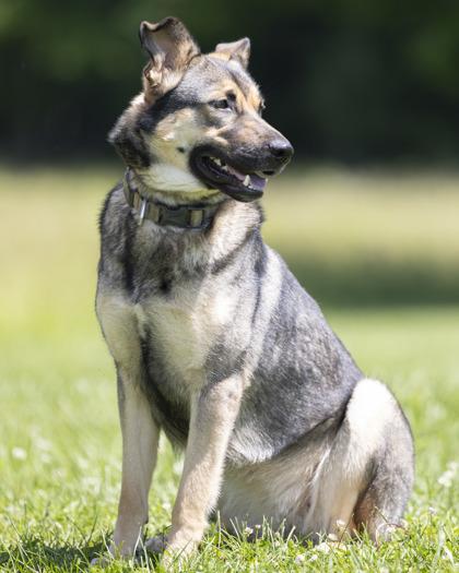 Lottie, an adoptable mixed breed in Bedford, IN image 3/3