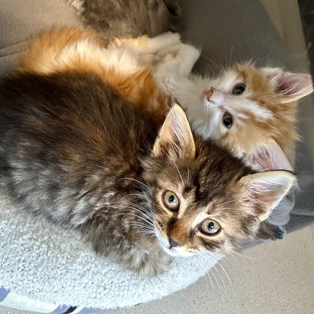 Arboles, Adoptable, Kitten Female Domestic Long Hair.