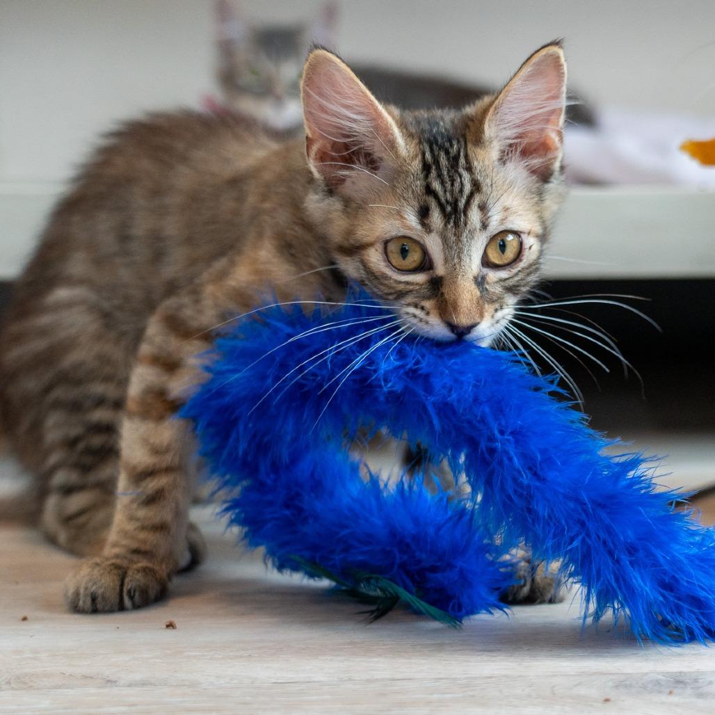 Enlarge Arboles, a Adoptable Domestic Long Hair in Durango, CO image 2/6