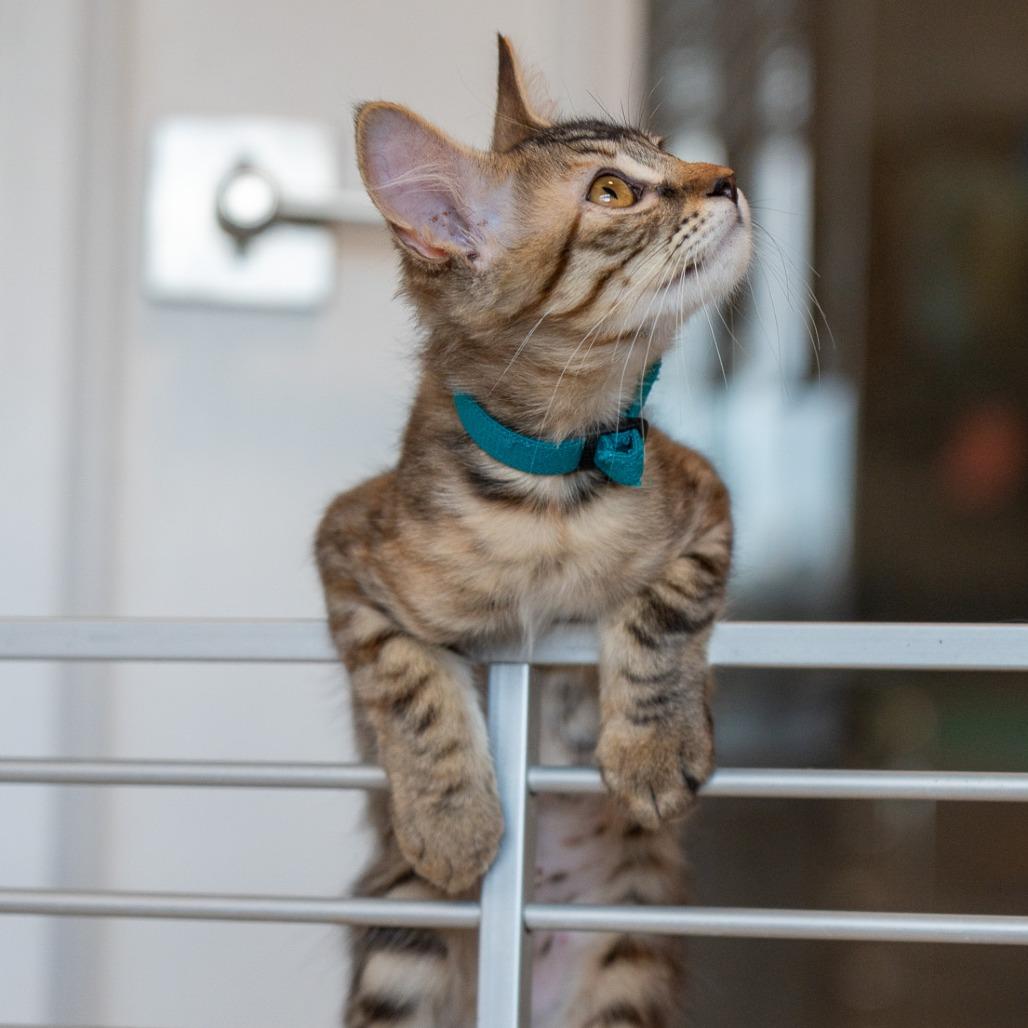 Enlarge Arboles, a Adoptable Domestic Long Hair in Durango, CO image 3/6