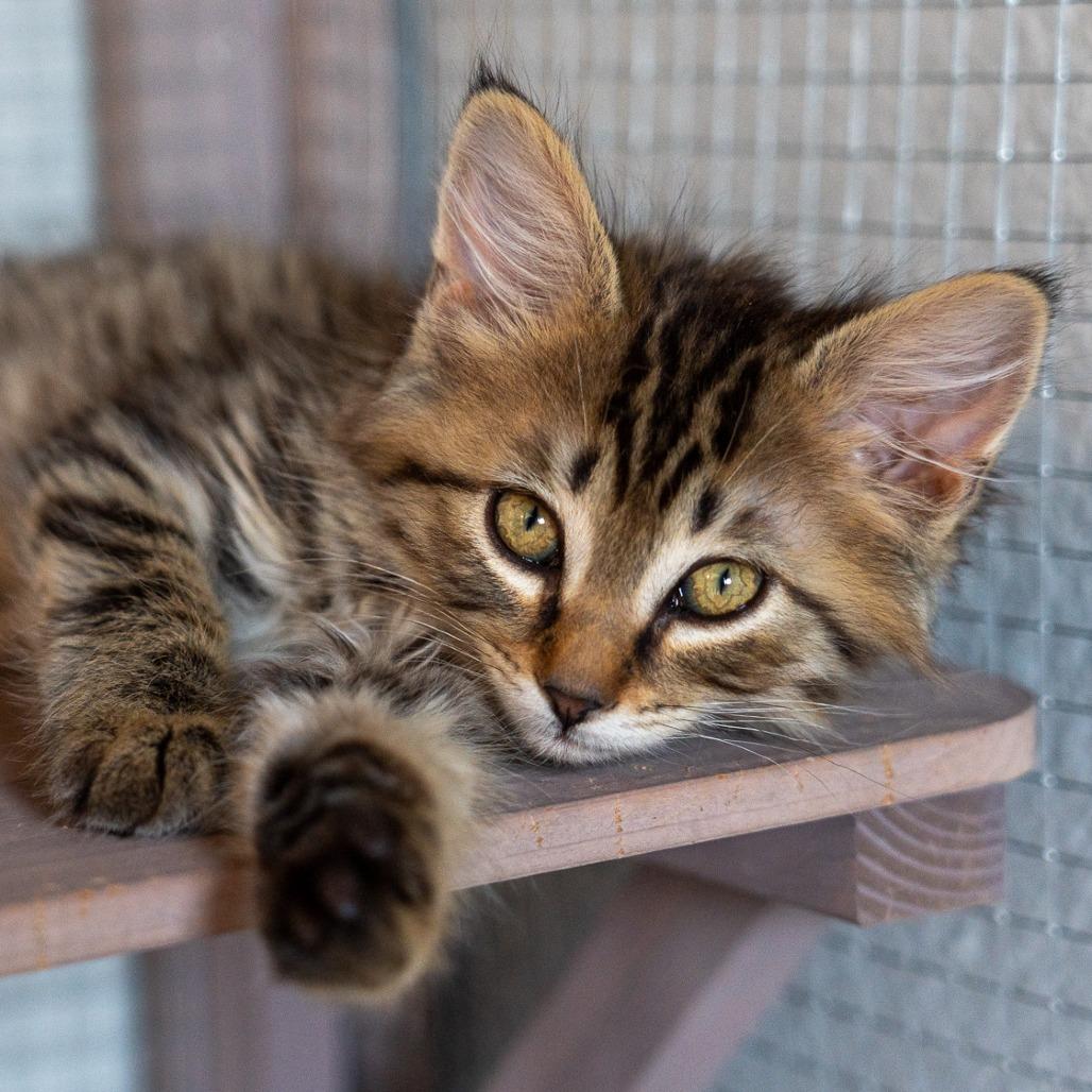 Enlarge Arboles, a Adoptable Domestic Long Hair in Durango, CO image 4/6