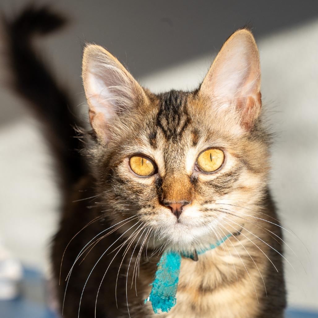 Enlarge Arboles, a Adoptable Domestic Long Hair in Durango, CO image 5/6