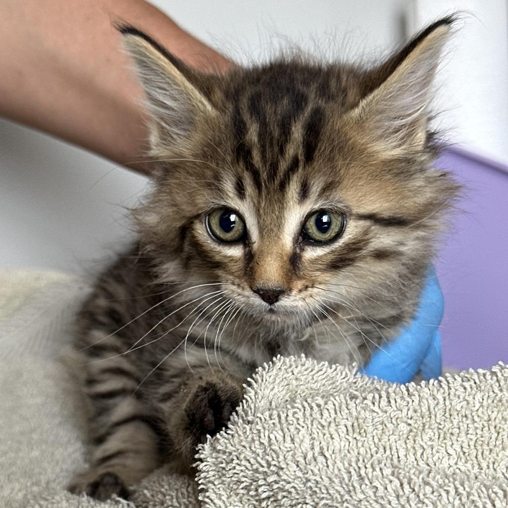 Enlarge Arboles, a Adoptable Domestic Long Hair in Durango, CO image 6/6