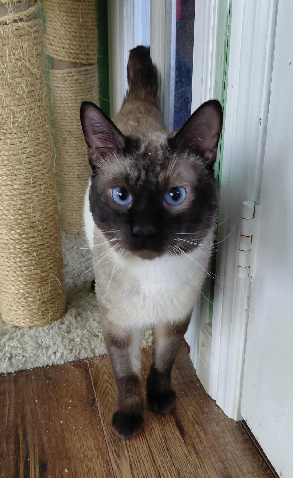 Cupid, ADOPTABLE, Adult Male Siamese.