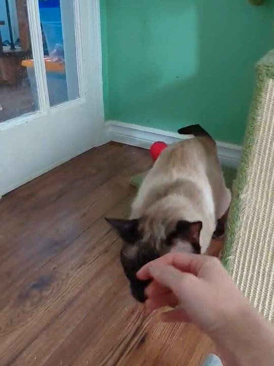 Enlarge Cupid, a ADOPTABLE mixed breed in Keswick, ON video 2/3