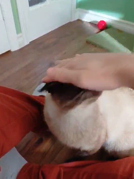 Enlarge Cupid, a ADOPTABLE mixed breed in Keswick, ON video 3/3