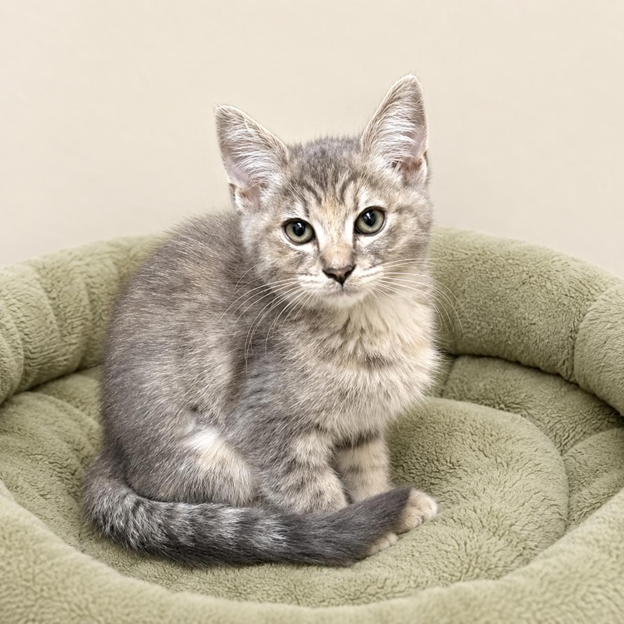 Gussie, ADOPTABLE, Kitten Female Domestic Short Hair & Torbie.