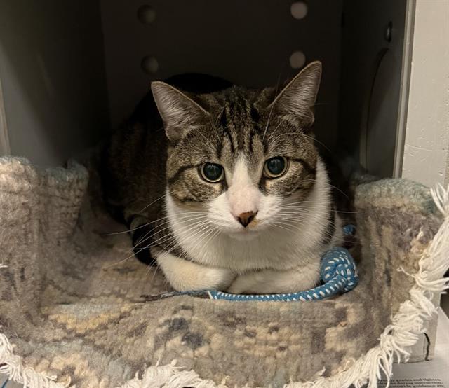 ULTA ROSS, Adoptable, Young Male Domestic Short Hair.