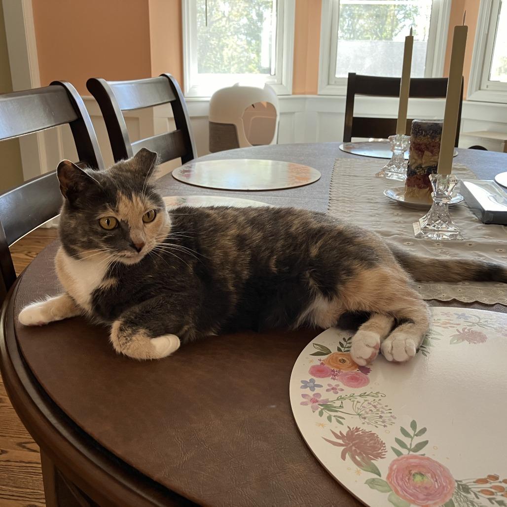 Bailey, Adoptable, Adult Female Domestic Short Hair.